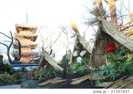 上野東照宮ぼたん苑 冬ぼたん 上野東照宮ぼたん苑 冬ぼたん 37307847