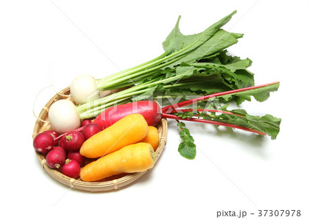 根菜 根菜 37307978