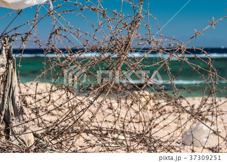 Old barbed wire infront of sea. Wire and blue sky 37309251
