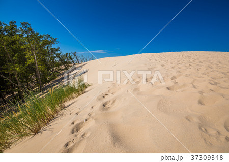 Desert landscape, Slowinski National Park Desert landscape, Slowinski National Park 37309348