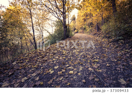 Autumn forest landscape-yellowed autumn 37309433