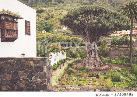 Famous Dragon Tree Drago Milenario in Icod Famous Dragon Tree Drago Milenario in Icod 37309498