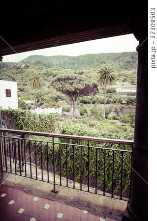 Famous Dragon Tree Drago Milenario Famous Dragon Tree Drago Milenario 37309503