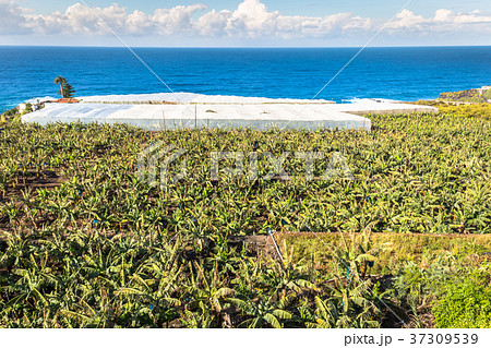 Banana plantation on Canary Island Tenerife, Spain Banana plantation on Canary Island Tenerife, Spain 37309539