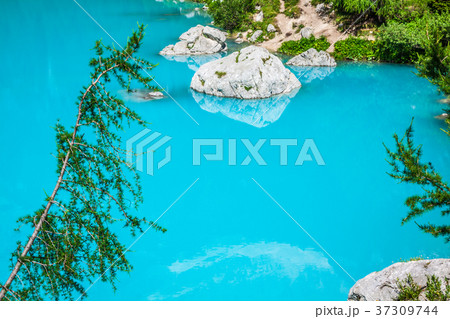 Turquoise Sorapis Lake with Pine Tree 37309744