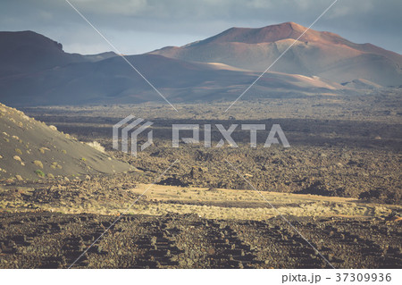 Timanfaya National Park in Lanzarote, Canary Timanfaya National Park in Lanzarote, Canary 37309936
