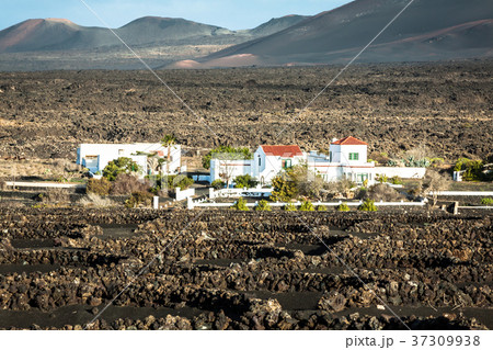 Timanfaya National Park in Lanzarote, Canary Timanfaya National Park in Lanzarote, Canary 37309938