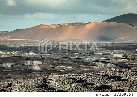 Vineyards in La Geria, Lanzarote, canary islands 37309953