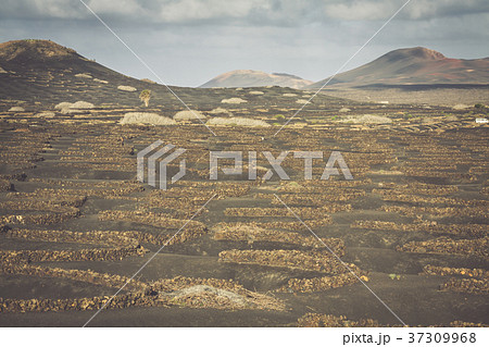 Vineyards in La Geria, Lanzarote, canary islands, Vineyards in La Geria, Lanzarote, canary islands, 37309968