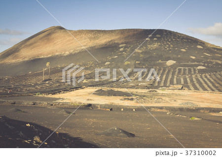 Vineyards in La Geria, Lanzarote, canary islands, Vineyards in La Geria, Lanzarote, canary islands, 37310002