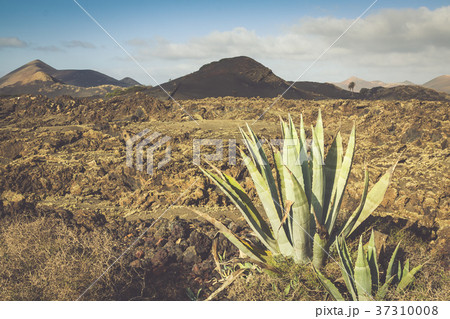 Timanfaya National Park in Lanzarote, Canary 37310008