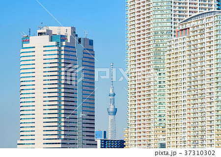 豊洲から見たスカイツリー 37310302