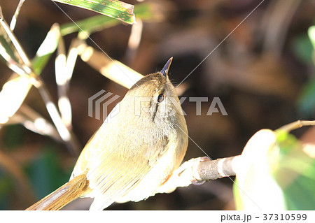 鶯 ウグイス 春 自然 鳥 野鳥 アップ 三大鳴鳥の写真素材