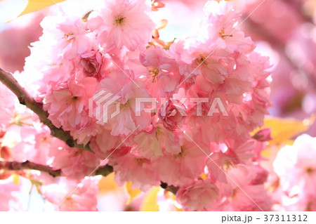 桜の花 桜の花 37311312