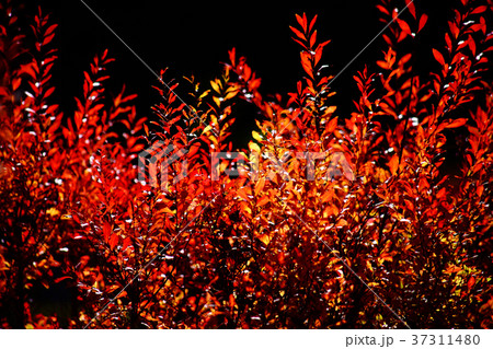 ベニバナユキヤナギの紅葉 ベニバナユキヤナギの紅葉 37311480
