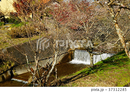 四季桜　　桜　紅葉　愛知県 37312285