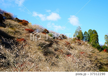 四季桜 桜 紅葉 愛知県 四季桜 桜 紅葉 愛知県 37312290