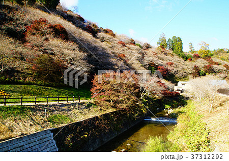 四季桜 桜 紅葉 愛知県 四季桜 桜 紅葉 愛知県 37312292