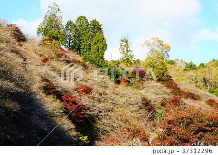 四季桜 桜 紅葉 愛知県 四季桜 桜 紅葉 愛知県 37312296
