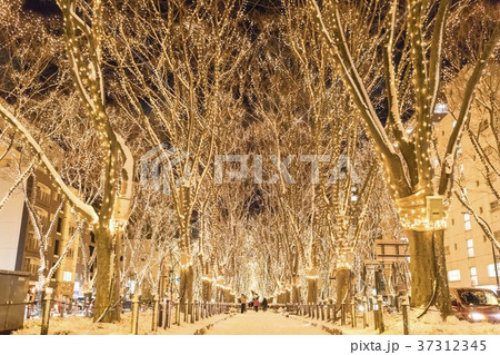 SENDAI光のページェント 37312345