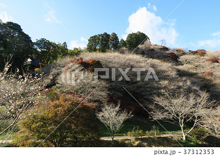 四季桜 紅葉 四季桜 紅葉 37312353