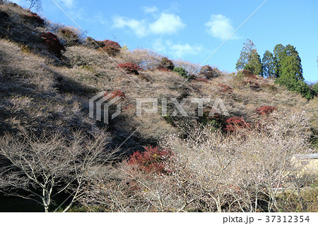 四季桜 紅葉 四季桜 紅葉 37312354