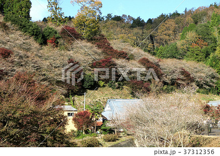 四季桜 紅葉 四季桜 紅葉 37312356