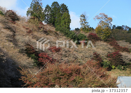四季桜 紅葉 四季桜 紅葉 37312357