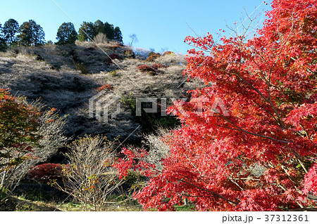四季桜 紅葉 四季桜 紅葉 37312361