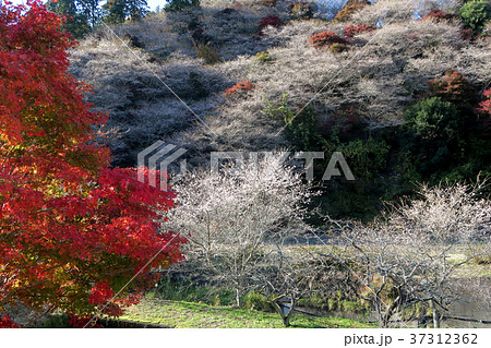 四季桜 紅葉 四季桜 紅葉 37312362
