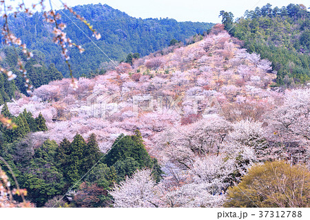 奈良 吉野山中千本の桜の写真素材 37312788 Pixta