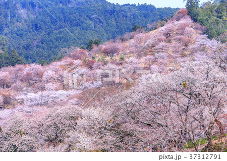 奈良　吉野山中千本の桜 37312791
