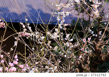 奈良　吉野山中千本の桜 37312792