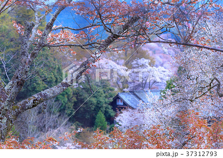奈良　吉野山中千本の桜 37312793
