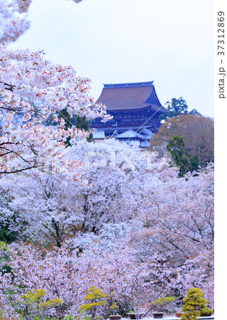 奈良 金峯山寺と吉野山の桜 奈良 金峯山寺と吉野山の桜 37312869