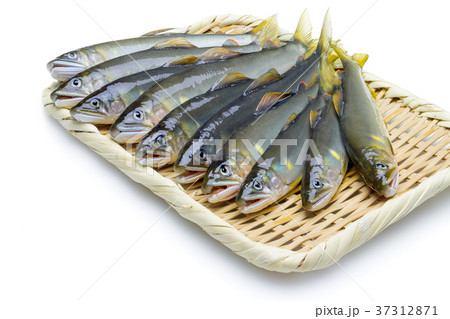 獲れたての天然鮎 37312871