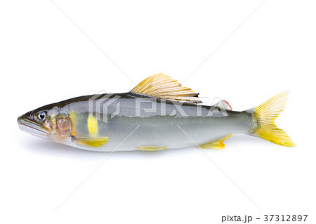 香魚 香魚 37312897