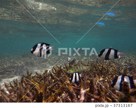 シュノーケリング 熱帯魚 シュノーケリング 熱帯魚 37313167