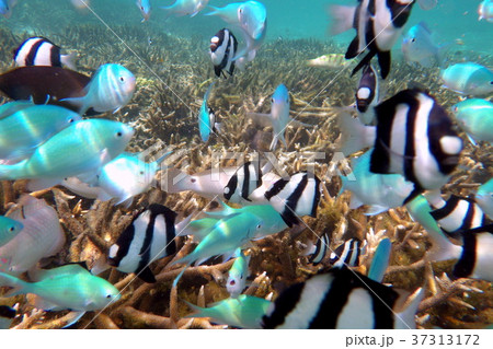 シュノーケリング 熱帯魚 シュノーケリング 熱帯魚 37313172