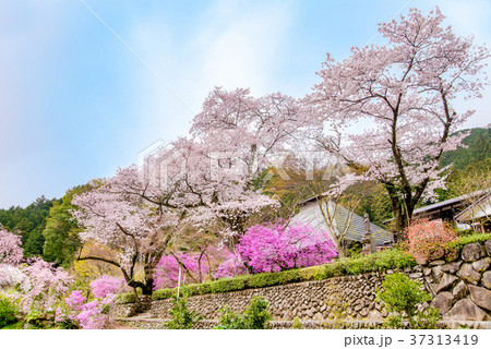 東京あきる野市 龍珠院の桜 東京あきる野市 龍珠院の桜 37313419