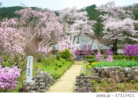 東京あきる野市 龍珠院の桜 37313421