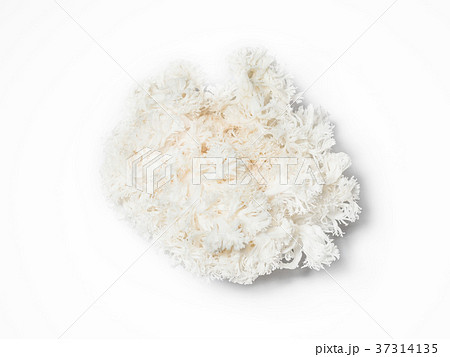 やまぶしたけ 37314135