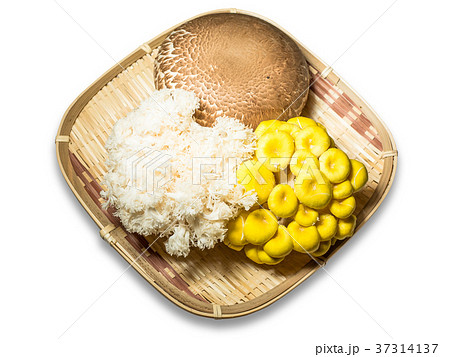 珍しいキノコ 37314137