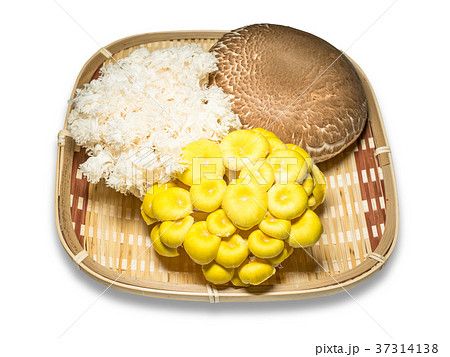 珍しいキノコ 37314138