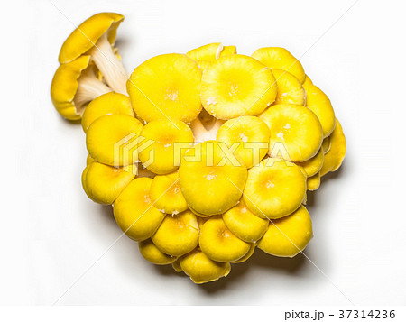 たもぎたけ たもぎたけ 37314236