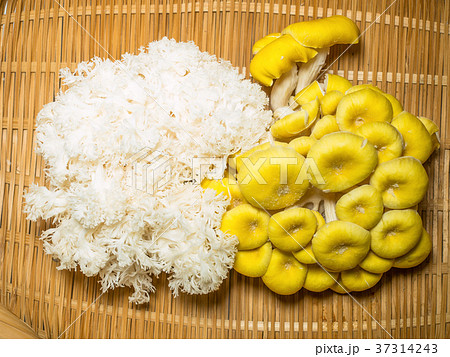 珍しいキノコ 37314243