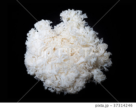 やまぶしたけ 37314246