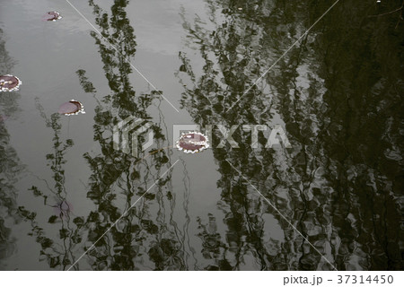 季節 韓国 普門チョン 37314450
