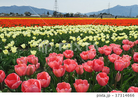 チューリップ (五泉チューリップまつり) チューリップ (五泉チューリップまつり) 37314666