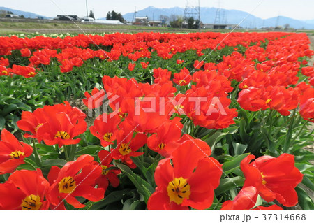 チューリップ　（五泉チューリップまつり） 37314668